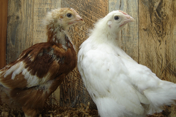 2 Pullet Chicks Week 4 - Gold Comet & Amber White